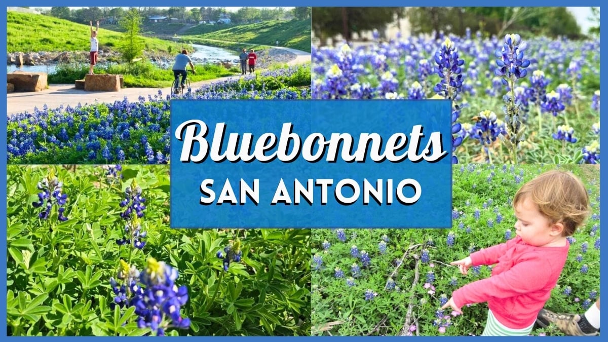 40 Greatest Spots For Bluebonnets San Antonio (2026 Information)