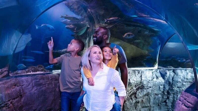 San Antonio picks August 10 - 13 2026 - Animal Crossing™ Aquarium Tour