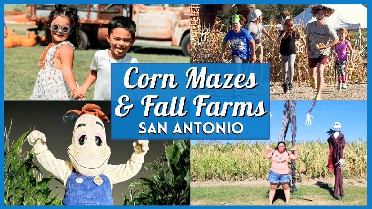 Corn Maze San Antonio